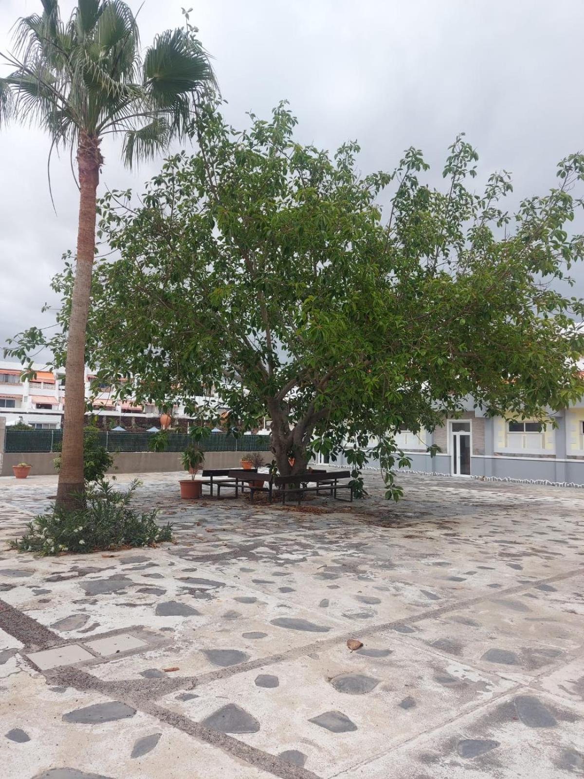 דירות ארונה Casa Papagayo מראה חיצוני תמונה